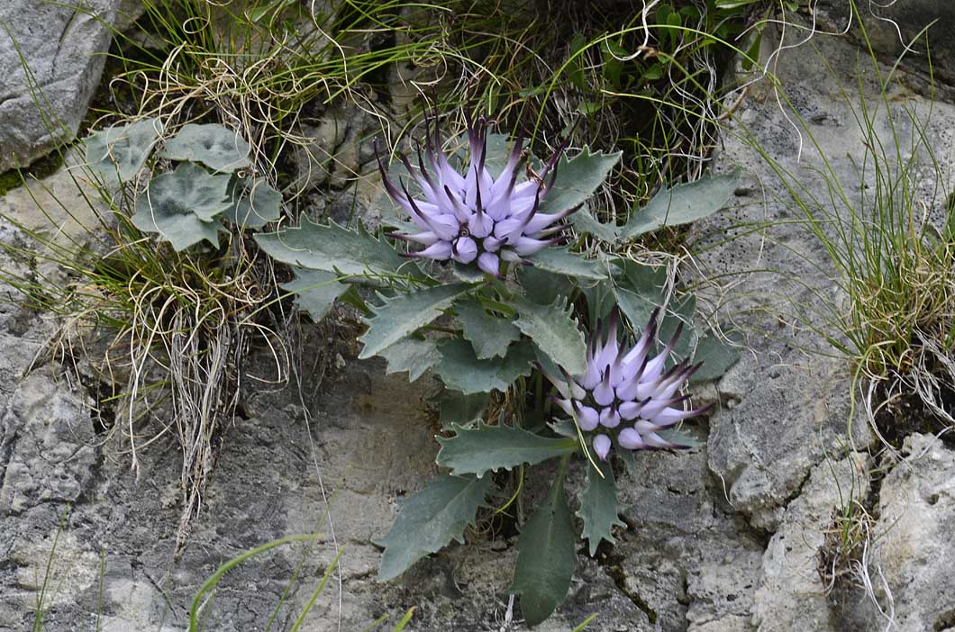 Physoplexis comosa / Raponzolo di roccia
